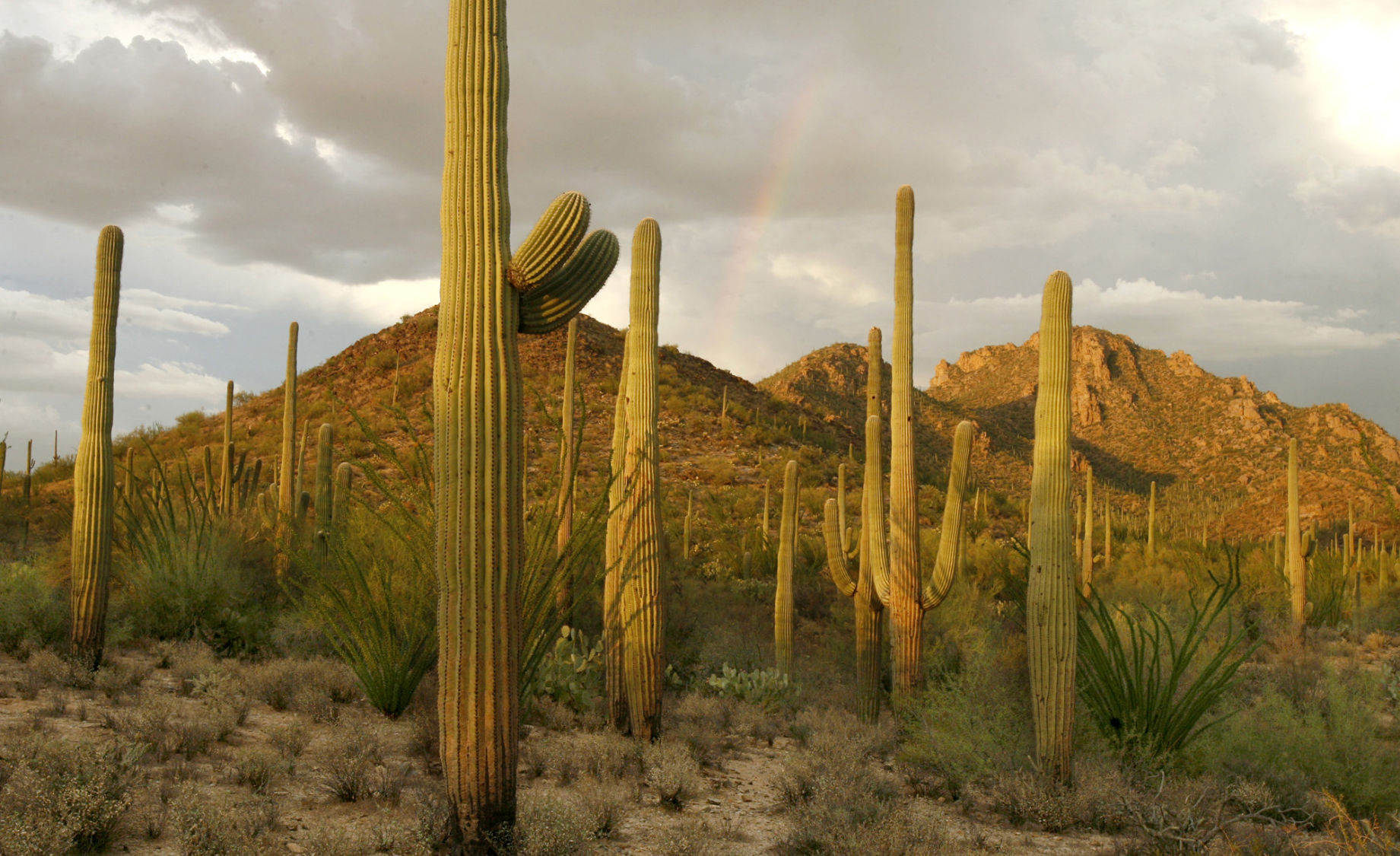 Saguaro National Park